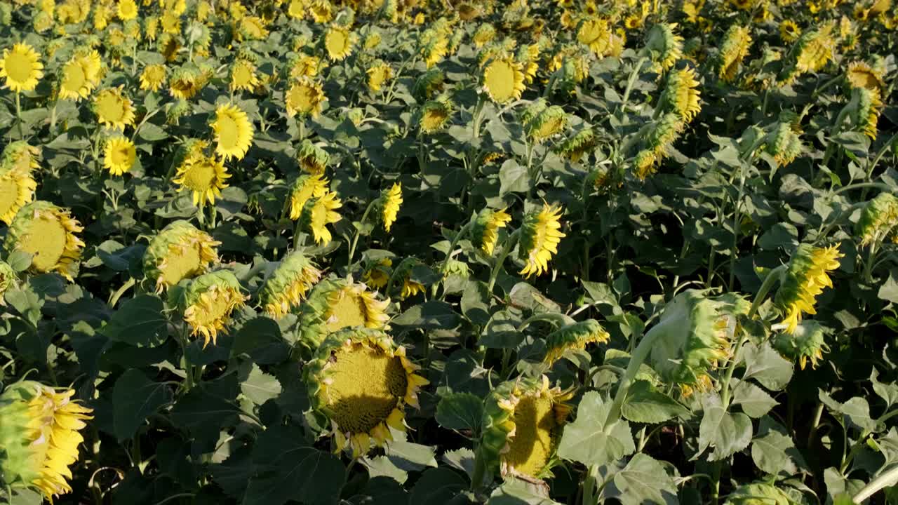 imágenes de una vista del paisaje de un campo de girasoles con un movimiento de inclinación de la cámara.