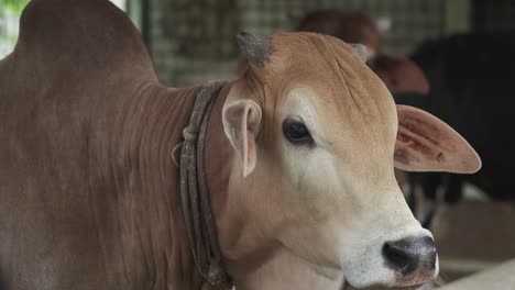 brown cows in a farm shed