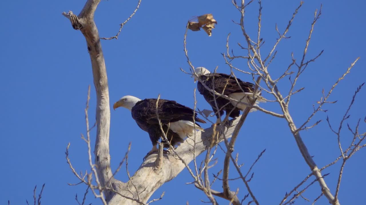 águilas calvas americanas descansan en una rama de árbol capturada en cámara lenta