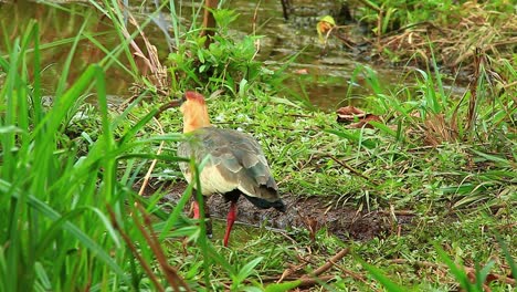 Buff-Necked-Ibis-Walking-and-Drinking-From-Forest-Swamp-Pond