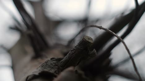 tree branches and leaves in close-up panning low angle against a background of white sky