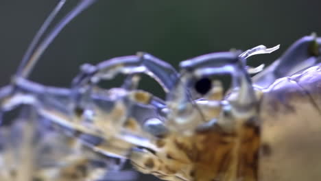 macro view of a transparent aquatic organism