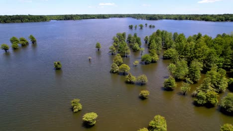 cypress trees in water, lake marion sc, lake marion south carolina