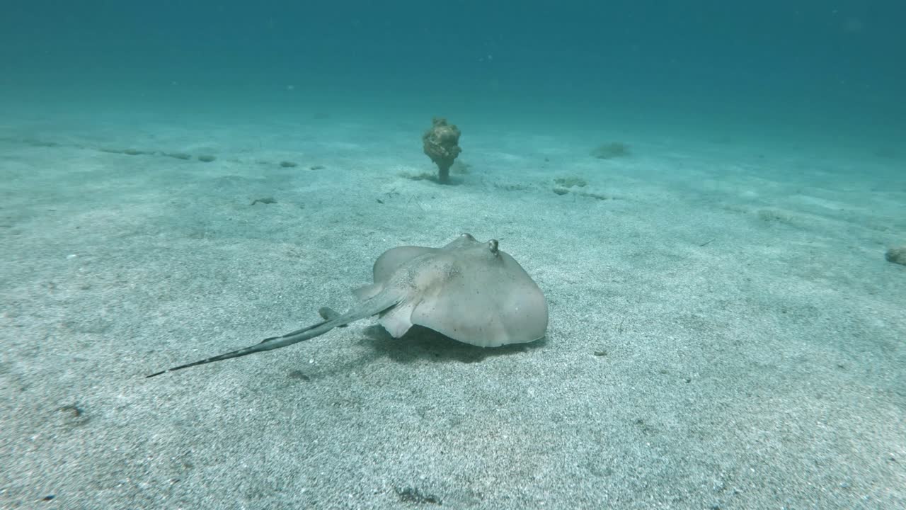 stingray nadando en aguas tropicales - toma submarina