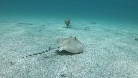 stingray swimming in tropical waters - underwater shot