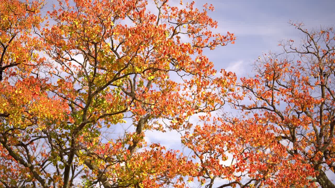 Panning Across the Fall Leaves in Public Parks