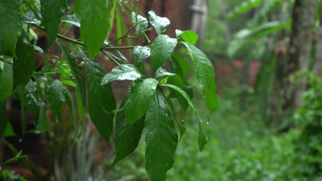 es lluvia en el bosque.