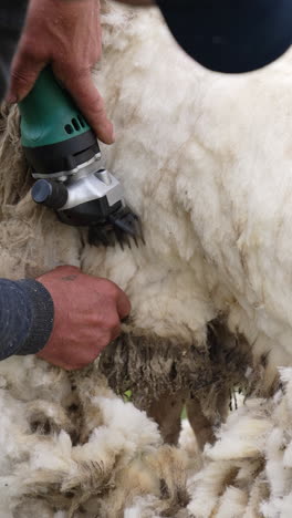 sheep shearing in progress