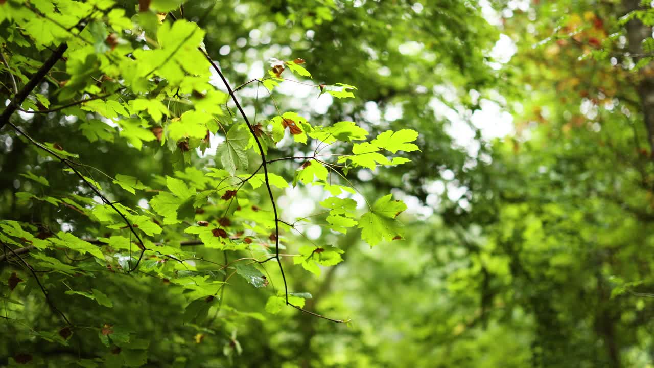 hojas verdes frescas en dunkeld, escocia