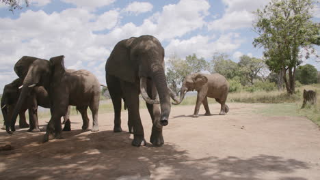 imágenes en cámara lenta de un grupo de elefantes colgando en un parche de tierra