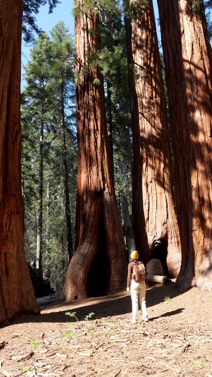 Persona che cammina tra sequoie giganti in una foresta maestosa
