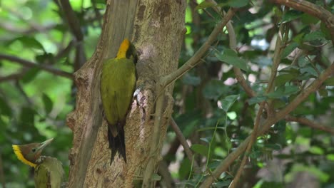 Busy-pecking-on-a-burrow-for-some-grubs-while-another-arrives-to-join-the-meal,-Greater-Yellownape-Chrysophlegma-flavinucha