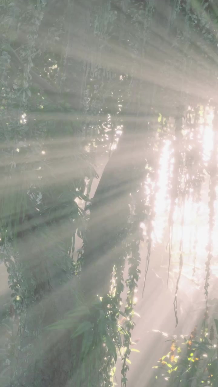Sun rays shine through trees in a forest during early morning hours