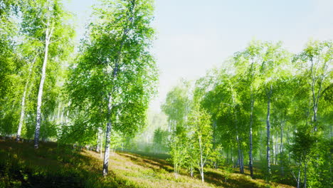 Birch trees in bright sunshine in late summer