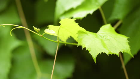 gentle dewdrops on plants