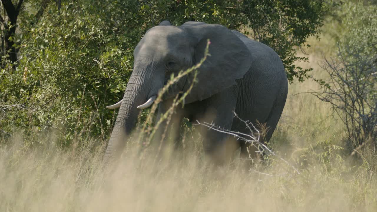 A Lone Elephant Standing At The Savannah In Kruger National Park, South Africa On A Sunny Day - medium shot