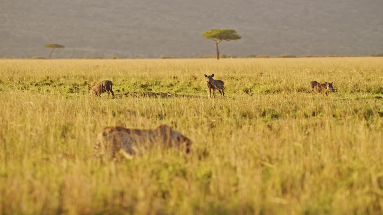 Slow Motion of Cheetah Hunting Warthog on a Hunt in Africa, African Wildlife Animals in Masai Mara, Kenya, Stalking in Long Savanna Grass on Safari in Maasai Mara, Amazing Nature Animal Behaviour