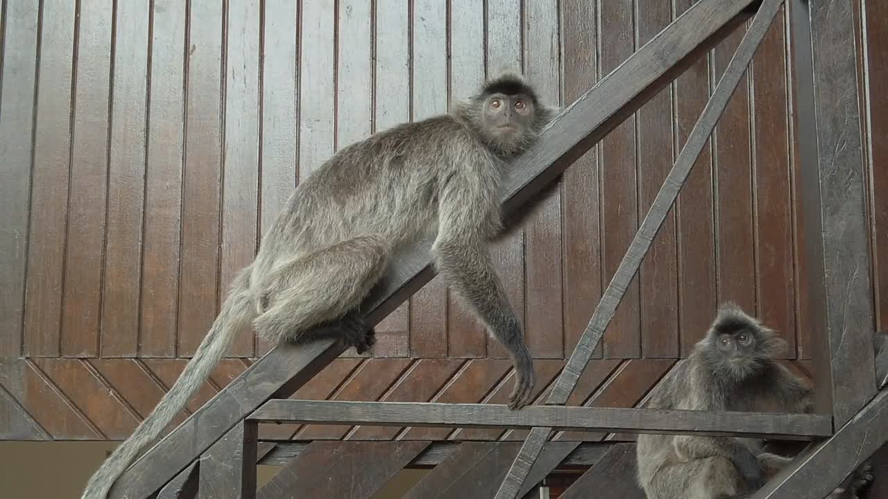 macacos sentados en la escalera de un parque nacional en la selva tropical de borneo