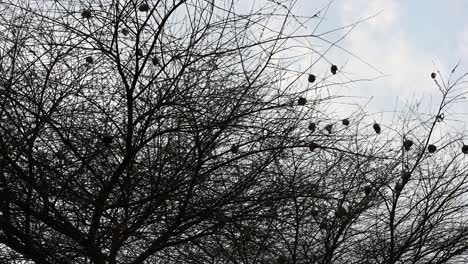 African-weaver-bird-nests-at-sunset-in-Zimbabwe,-Africa