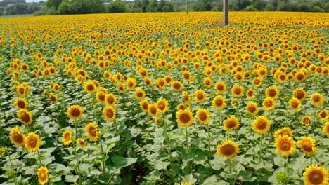 large field of beautiful sunflowers in summer. flying over a blooming sunflower field, drone moving across a yellow field of sunflowers. camera moves left