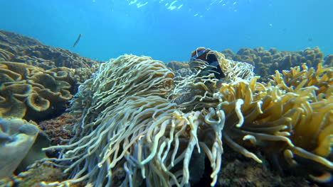 Tomaten-Clownfische-Spielen-In-Einer-Anemone-Im-Tropischen-Blauen-Wasser-In-Okinawa