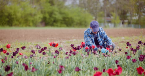granjero agrícola que trabaja en el campo de tulipanes 1