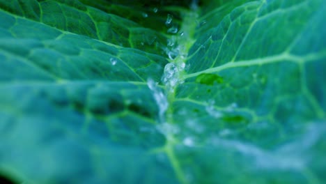 water droplets on cabbage leaf