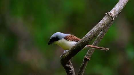 The-Tiger-Shrike-got-its-name-from-the-Tiger-like-pattern-on-its-feathers-as-it-is-also-a-predator-of-a-bird-that-feeds-on-insects,-very-small-mammals,-and-even-birds-of-its-size