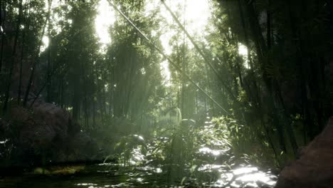 Lush-green-leaves-of-bamboo-near-the-shore-of-a-pond-with-stones.