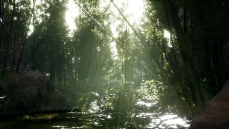lush green leaves of bamboo near the shore of a pond with stones.