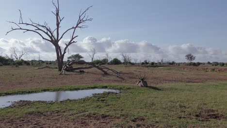 fotografía de un avión no tripulado volando bajo de un waterbuck junto a un pozo de agua, parque nacional de tsavo, kenia