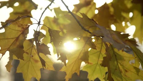 Close-Up-of-Yellow-Leaves-with-Sunlight-Behind-with-a-Panning-Shot,-Whitby,-Canada