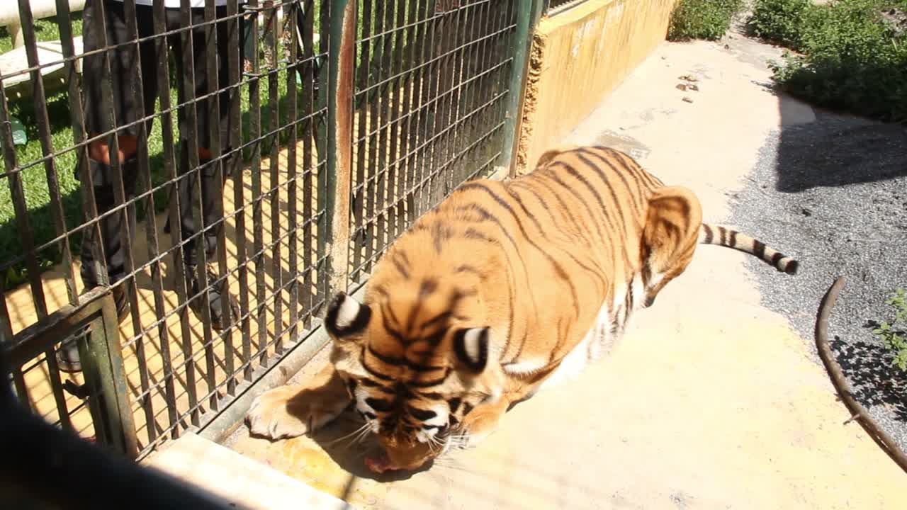 먹기 위해 누워있는 큰 호랑이