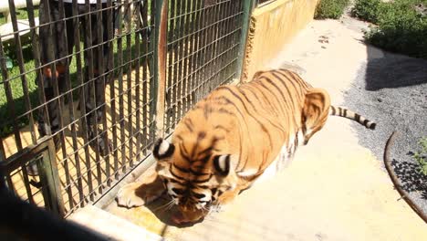 gran tigre acostado para comer