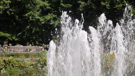 banco vacío en green park entre rosas florecientes durante el día soleado de verano