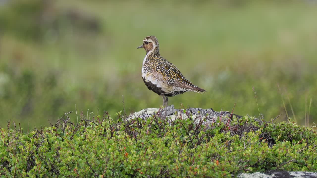 유럽 골든플로버 (pluvialis apricaria) - 노르웨이의 도브레펠 달스필라 국립공원