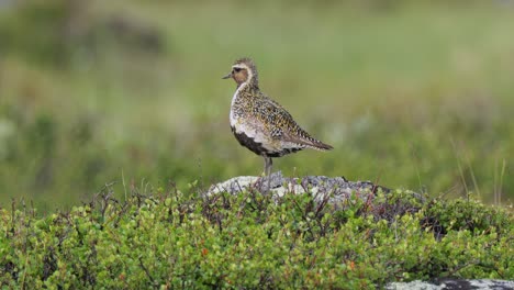 el plover dorado europeo (pluvialis apricaria), el parque nacional dovrefjell sunndalsfjella, en noruega.