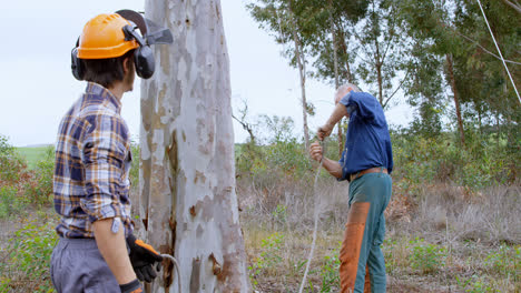 lumberjacks working in forest 4k