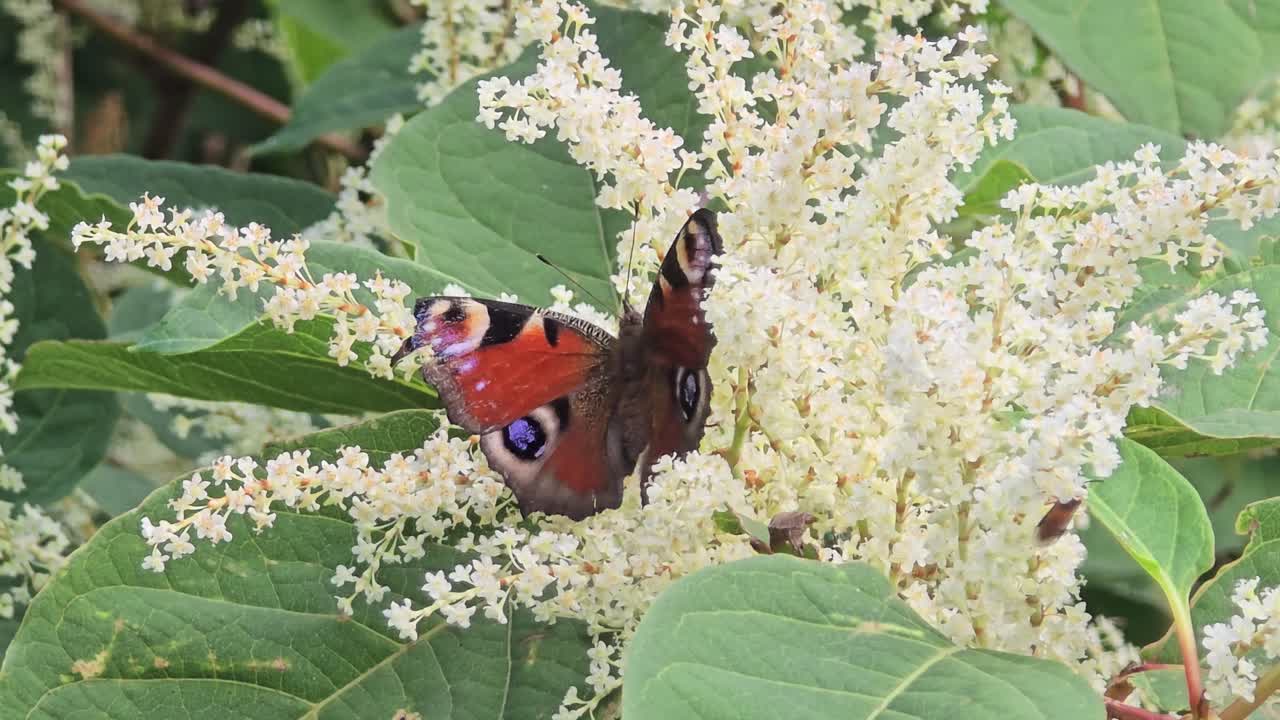 Butterfly collecting nectar on white buddleja davidii – macro springtime scene