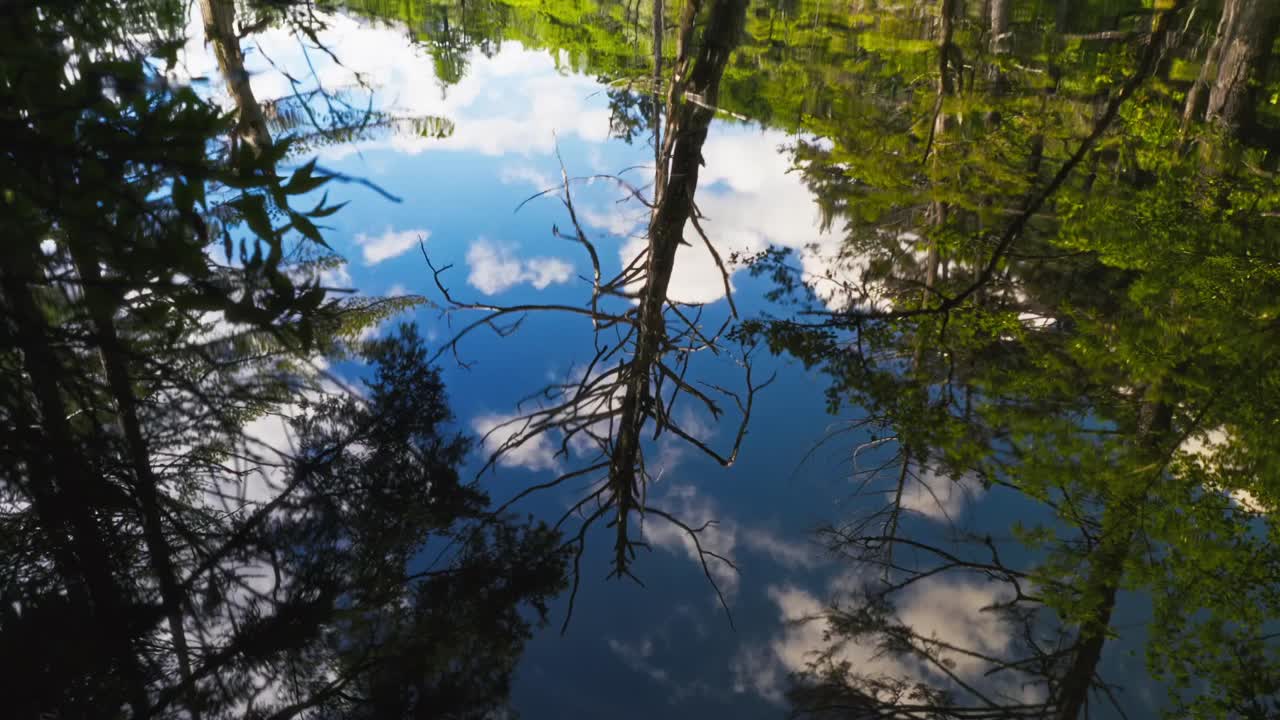 Calm Reflections: Trees Mirrored in Still Water on a Clear Day