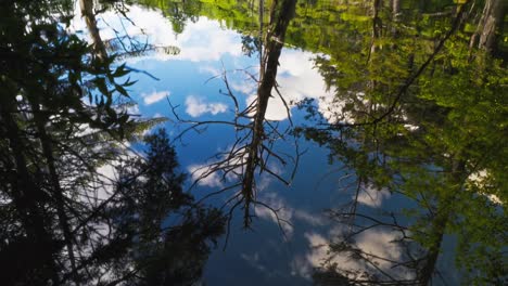calm reflections: trees mirrored in still water on a clear day