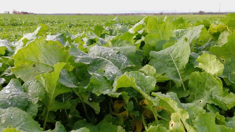 close-up shot of fresh tops of sugar beet with small rain drops on top of them