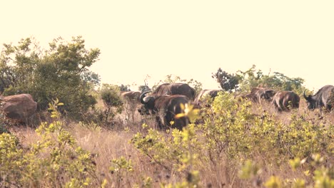 Manada-De-Búfalos-Africanos-Migrando-En-Arbustos-Y-Hierba-De-Sabana