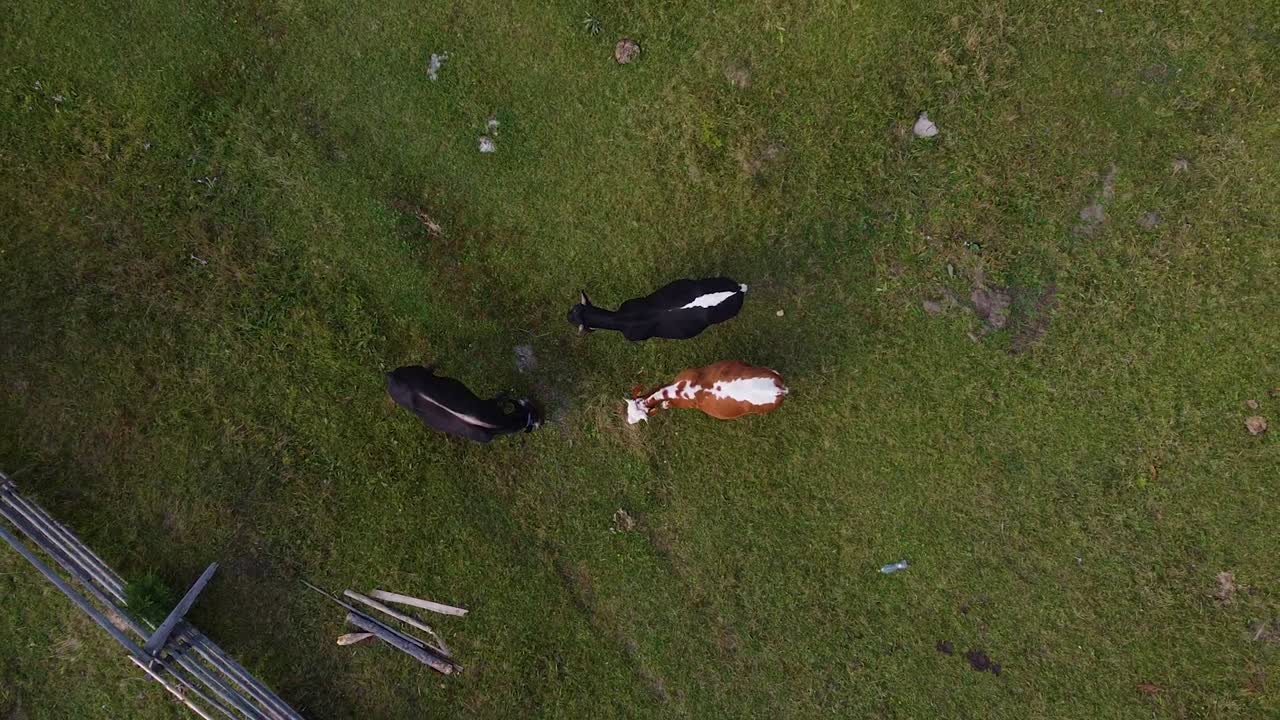 시골 풍경 에서 소 들 이 있는 공중 촬영