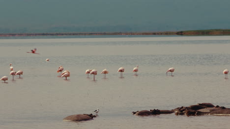flamingos and hippos in a lake