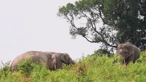 Asian-Elephant,-Elephas-maximus