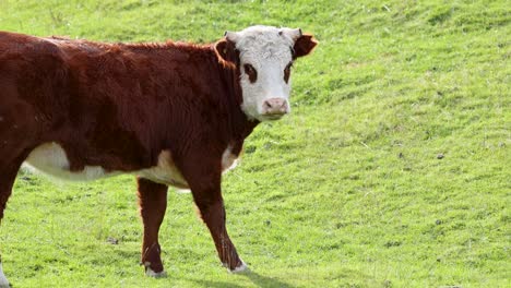 hereford cattle standing on lush green grass in kinloch, new zealand. bright daylight enhances the serene rural setting