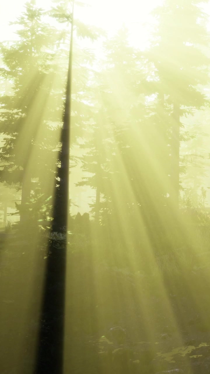 A luz do sol atravessa as árvores em uma floresta nas primeiras horas da manhã.