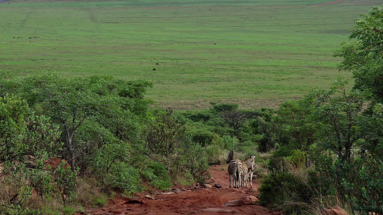 Zebras on dirt trail scans landscape of open savannah grassland for predators