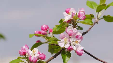 Flowering apple tree